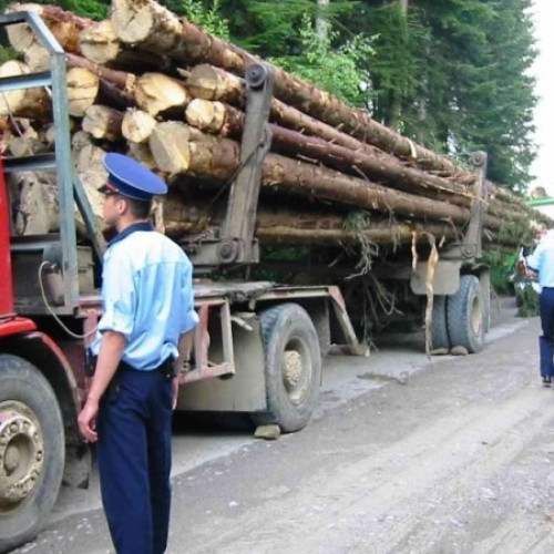 Confiscări record de lemn în județ, în primele 6 luni ale anului