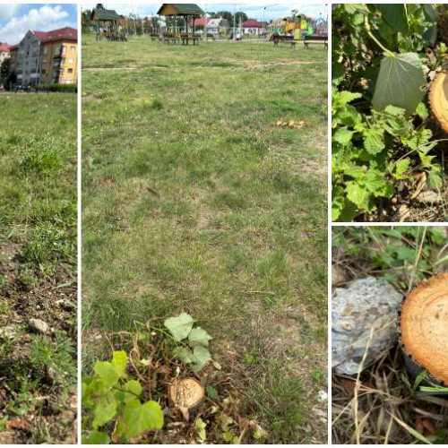 Administrație cu drujba! Primăria a tăiat 70 de tei din parcul Făgăraș, deși a promis că-i „relochează”