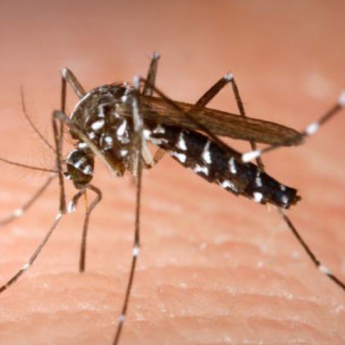 Trei cazuri de infectie cu virusul West Nile confirmate în județul Bacău