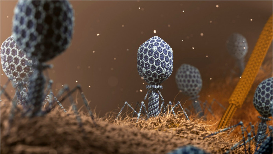 Superbacteriile amenință să omoare 10 milioane de oameni în fiecare an. Soluția poate veni de la un vechi prădător din natură.