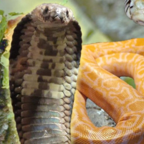 Vernisajul expoziției &quot;REPTILE EXOTICE VII&quot; la Bacău