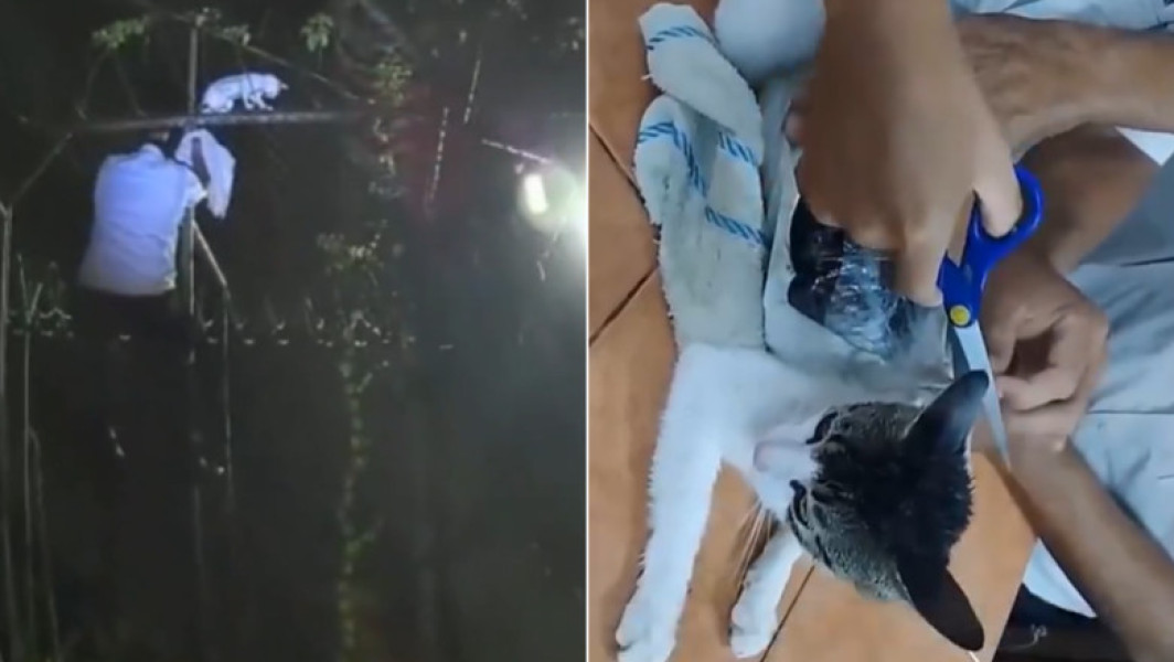 Gardienii din Costa Rica prind o pisică care transporta droguri