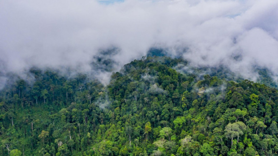 Distrugerea pădurilor tropicale atinge un nivel record în 2024