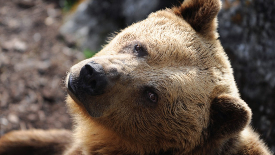 Slovacia permite vânzarea cărnii de urs brun, specie protejată