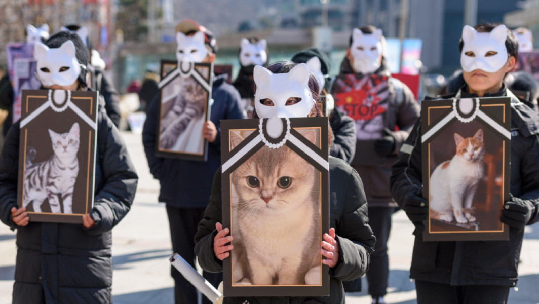 Senatul italian a adoptat o lege care întărește protecția animalelor și sancționează dur crima. Noua legislație a fost prezentată ca un pas important pentru recunoașterea animalelor ca ființe sensibile și demne de protecție, nu doar ca obiecte al compasiunii umane. Potrivit sursei Humaneworld.org, legea modifică Codul penal, Codul de procedură penală și alte reglementări, sporind pedepsele pentru uciderea, maltratarea și organizarea sau participarea la lupte de animale.