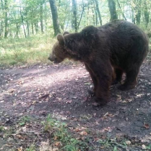 Urs periculos în comuna Răcăciuni - alertă