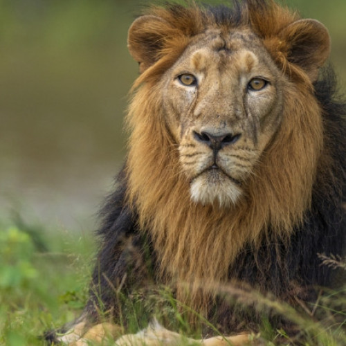 Un leu domesticit a atacat o femeie şi doi copii pe stradă într-un oraş din Pakistan