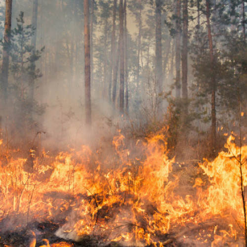 Incendii de amploare în Bulgaria: sute de hectare arse și evacuări masive