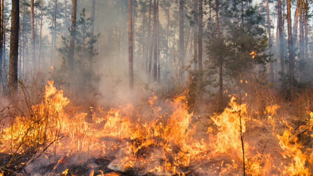 Incendii de amploare în Bulgaria: sute de hectare arse și evacuări masive