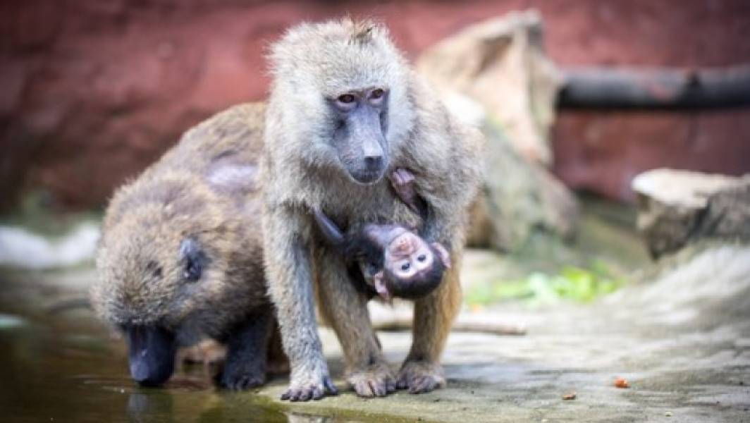 Gradina zoologica din Nurnberg ucide 12 babuini sanatosi din cauza supraaglomerării