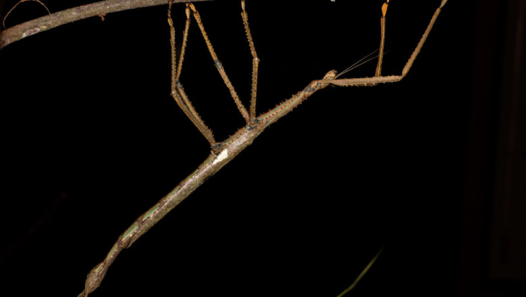 O insectă uriașă, descoperită recent în Australia, ar putea fi cea mai grea insectă din țară