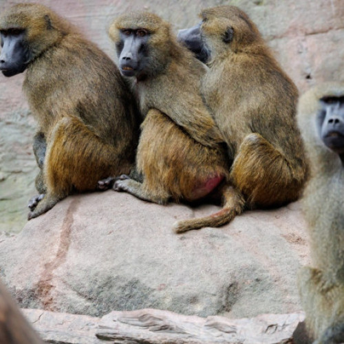 Controverse la grădina zoologică din Nurnberg după sacrificarea babuinizilor