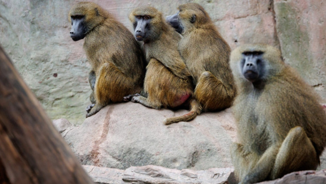 Controverse la grădina zoologică din Nurnberg după sacrificarea babuinizilor