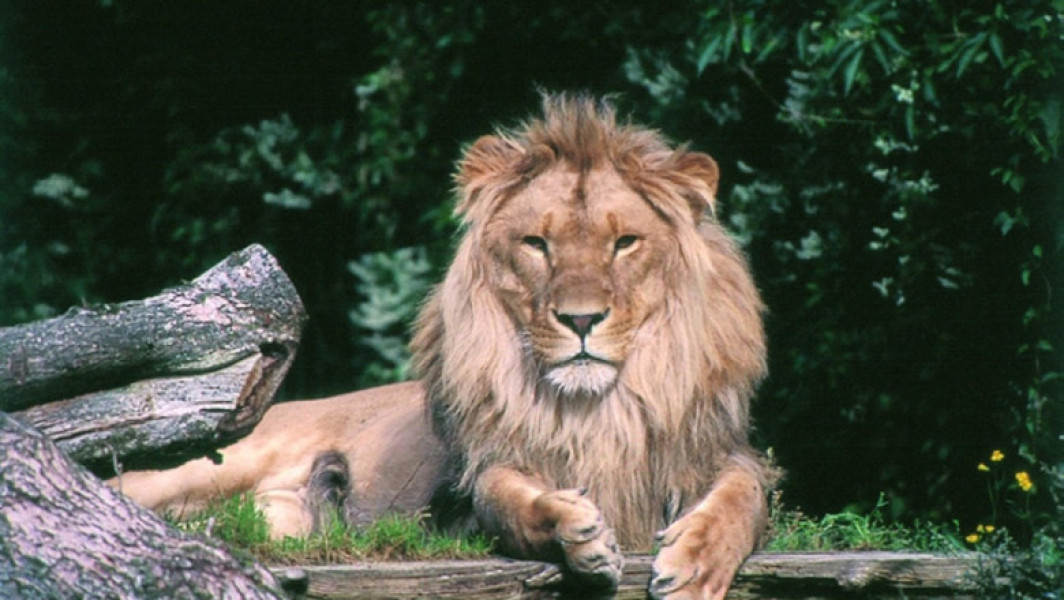 Gradina zoologică din Aalborg, Danemarca, face un apel către public să doneze animale de companie sănătoase și neutilizate, pentru a ajuta la hrănirea prădătorilor din cadrul zoo-ului. Potrivit unui comunicat, aceștia solicită în special pui, iepuri și cobai vii, animale care vor fi eutanasiate cu grijă de personalul specializat.