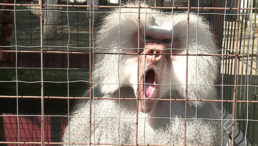 scandal la grădina zoologică din nurnberg după amenințări cu moartea asupra directorului