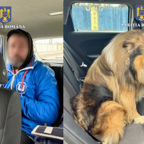 Barbat din Bacau, acuzat de furtul unui caine de rasa Collie, a fost retinut de politie