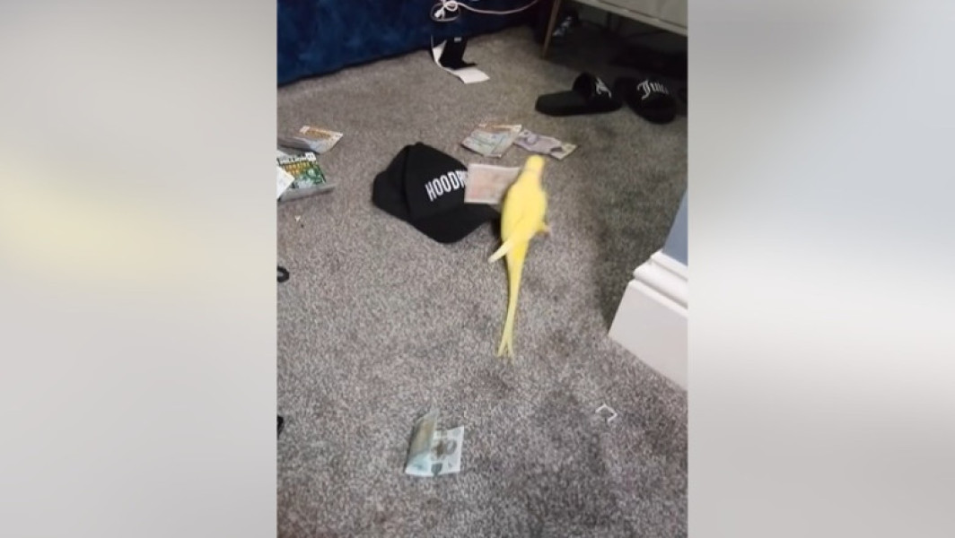 papagal vorbitor ajută poliția britanică în operațiune antidrog în Blackpool