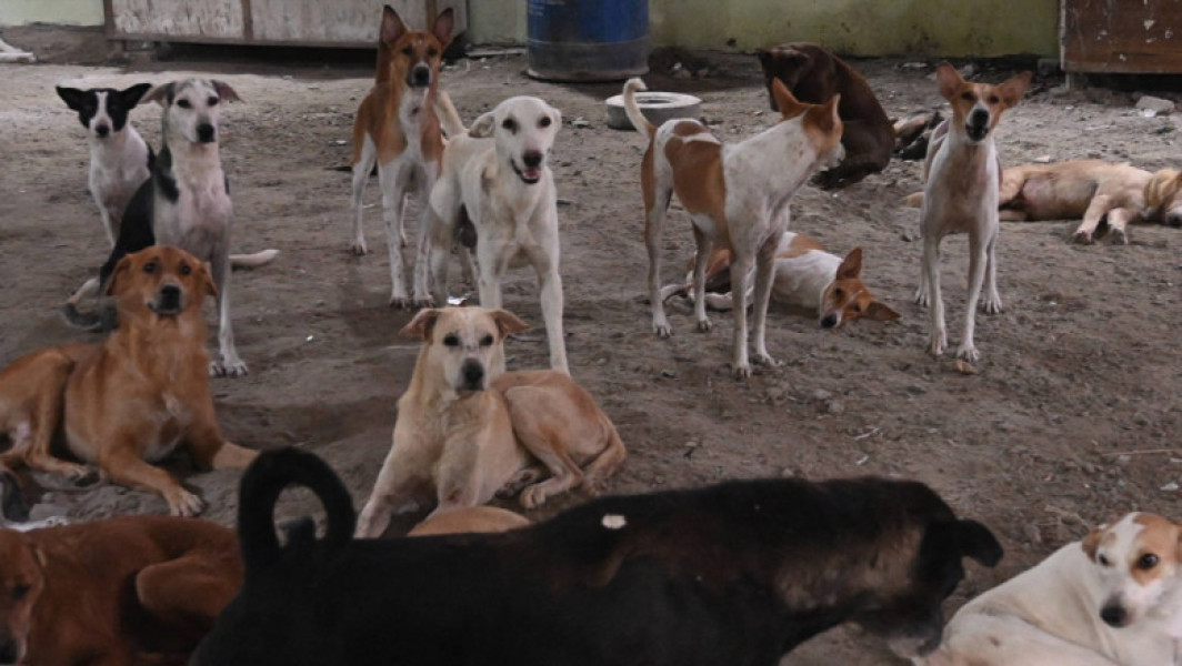 Curtea supremă a Indiei retractă decizia privind gestionarea câinilor vagabonzi în New Delhi