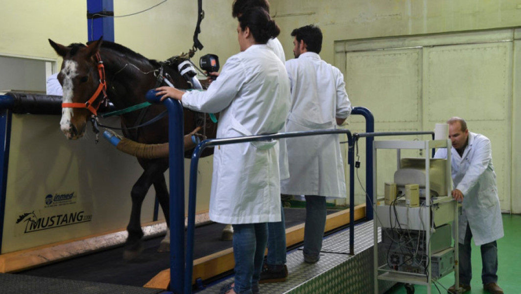 Cai modificați genetic pentru polo s-au născut în Argentina
