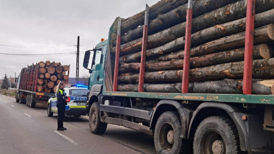 Amendă de 10.000 de lei pentru nereguli în exploatarea lemnului în județul Bacău