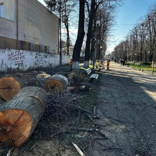 Copaci din Parcul Cancicov, sacrificați pentru construcția unei pasarele pietonale